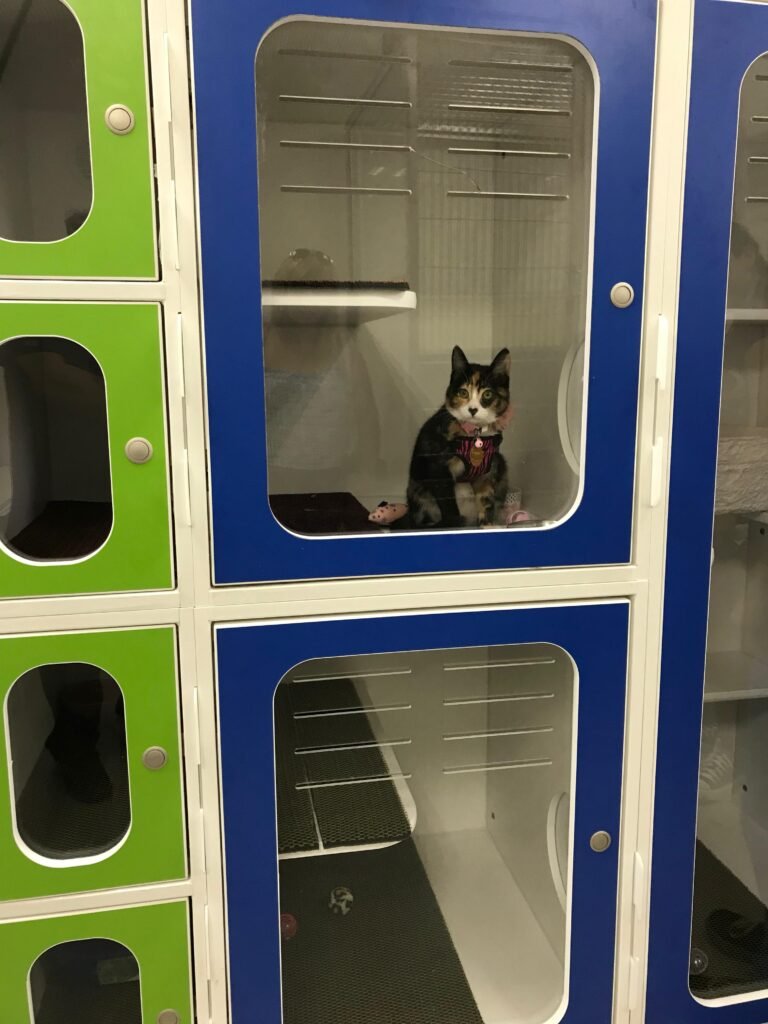 gato