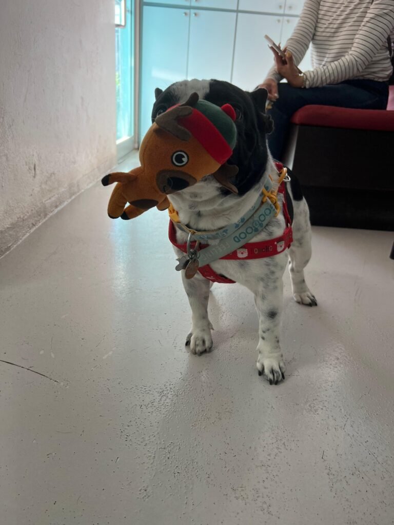 perro(12)