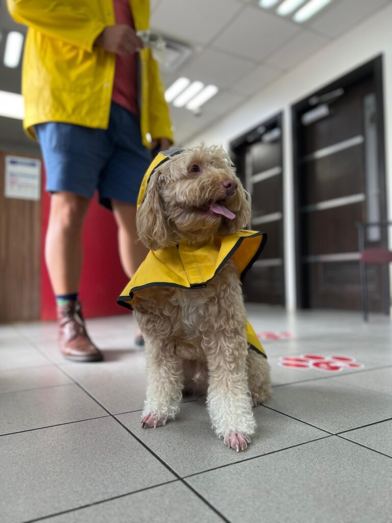 perro(3)