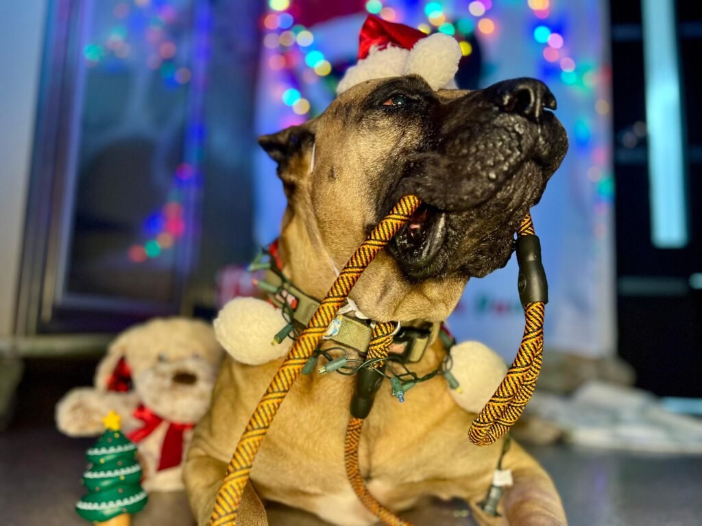 perro(5)