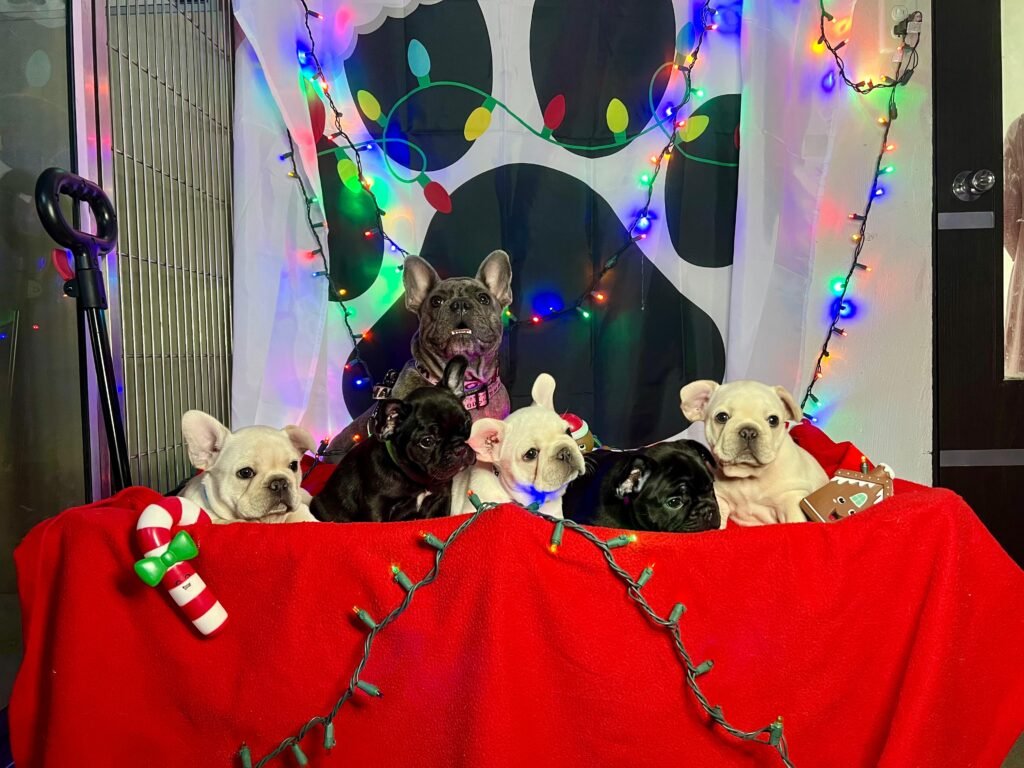 perros